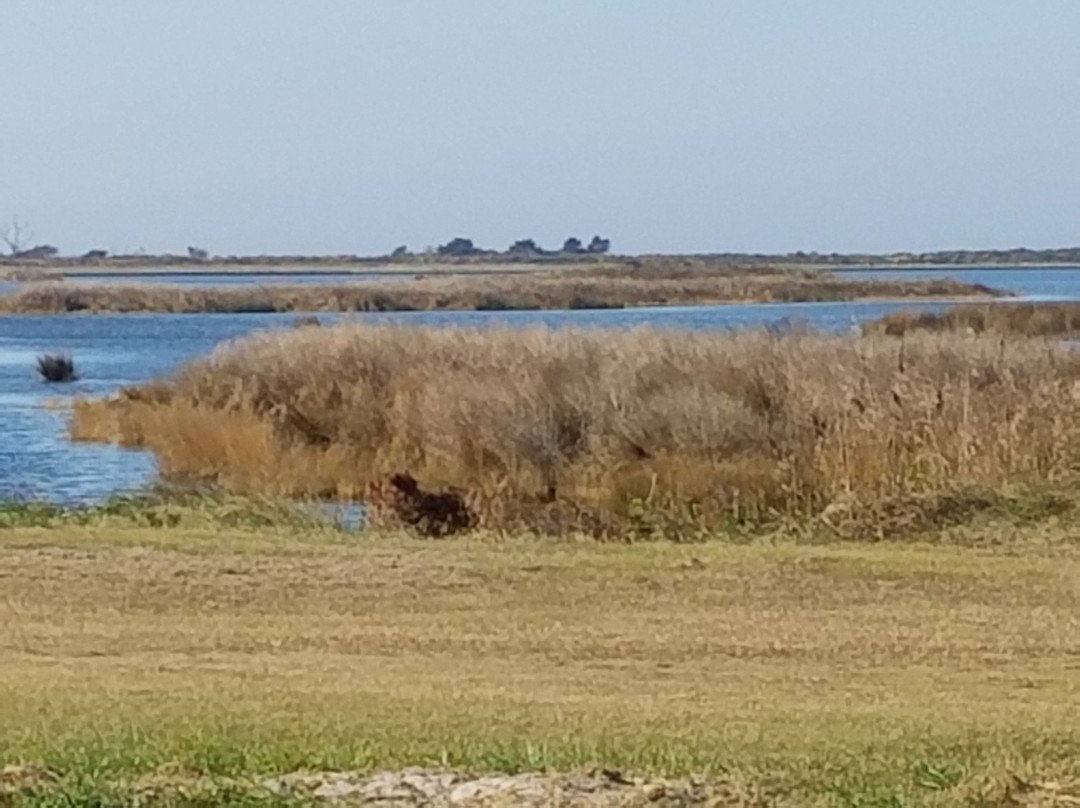 Pea Island National Wildlife Refuge景点图片