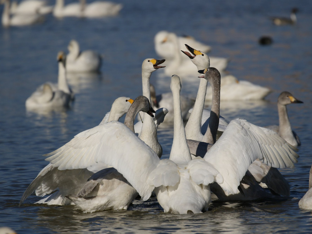 Hakuchonosato-印西市必去景点