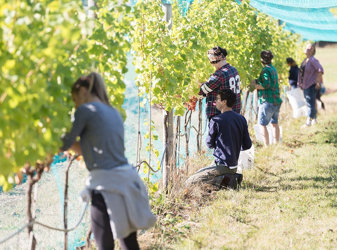 Beaufort Vineyard & Estate Winery景点图片