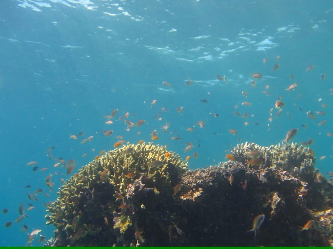 The Buzzz Diveshop景点图片