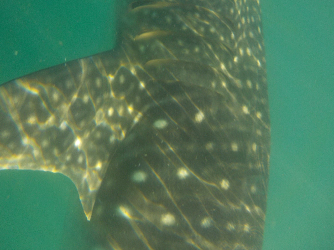 Whale Shark Boat Tours-拉巴斯必去景点