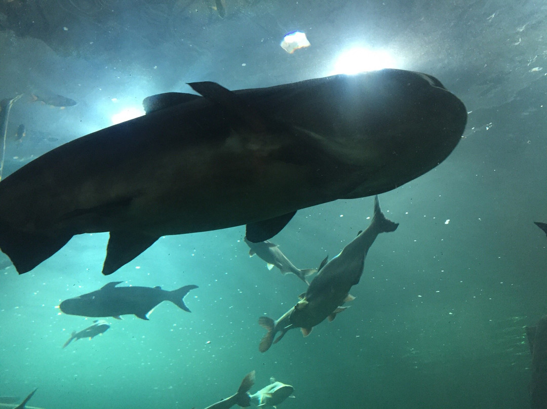 Si Sa Ket Aquarium-四色菊必去景点