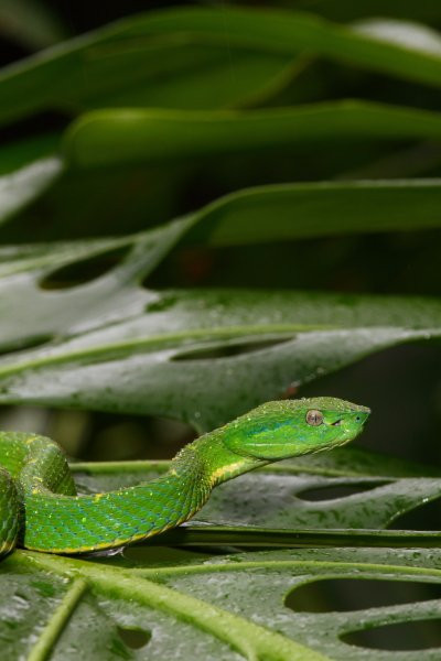 Snake Garden景点图片