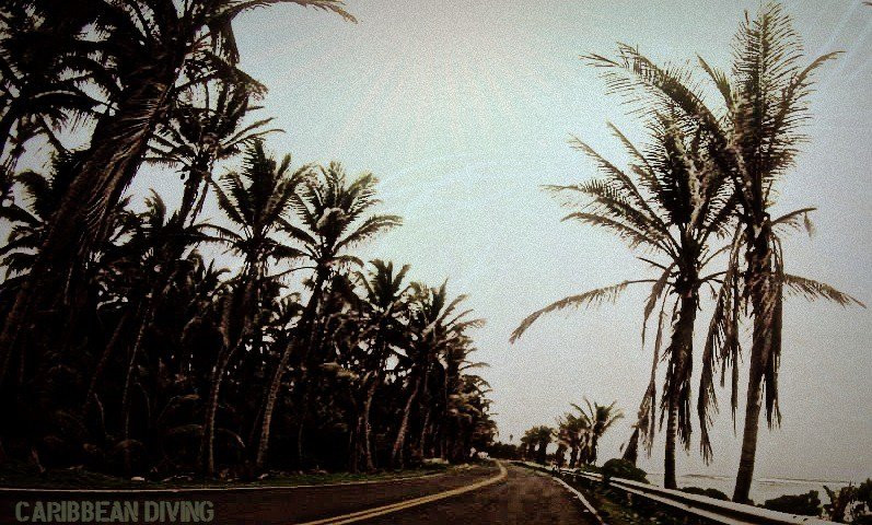 Caribbean Diving-位于塔甘加必去景点
