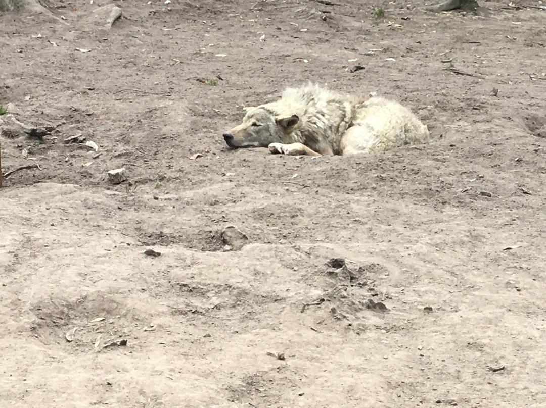 Tsitsikamma Wolf Sanctuary景点图片