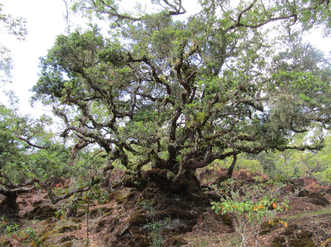 Gunung Mutis Natural Reserve景点图片