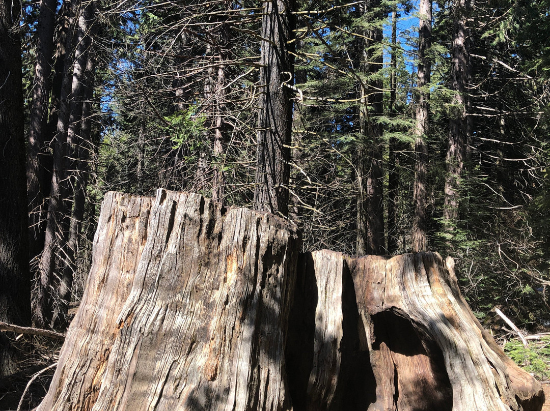 Big Stump Basin-红杉&国王峡谷国家公园必去景点