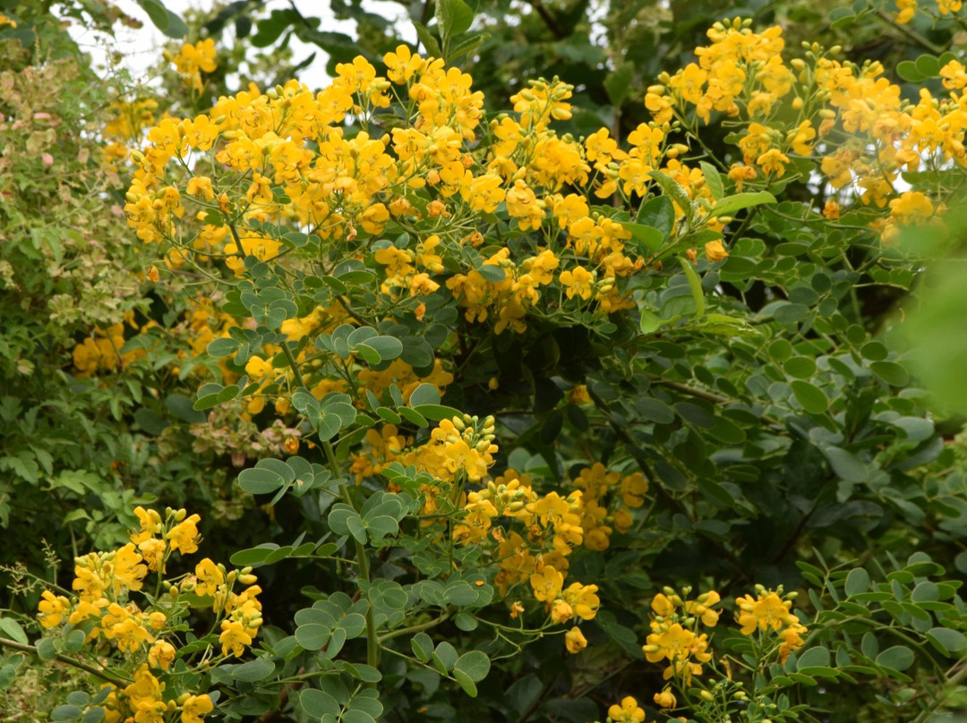 Valley Nature Center-Weslaco必去景点