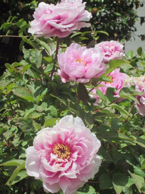 Duneira Estate-马其顿必去景点