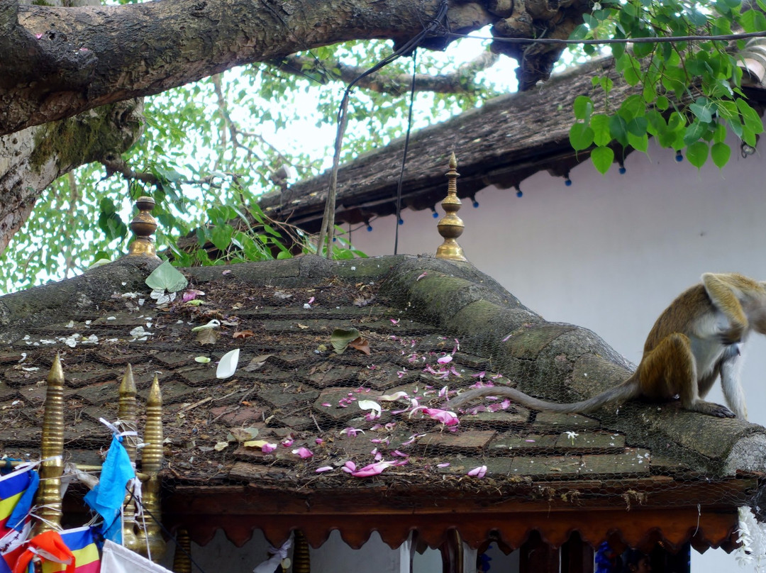 Maha Vishnu Devalaya-康提必去景点