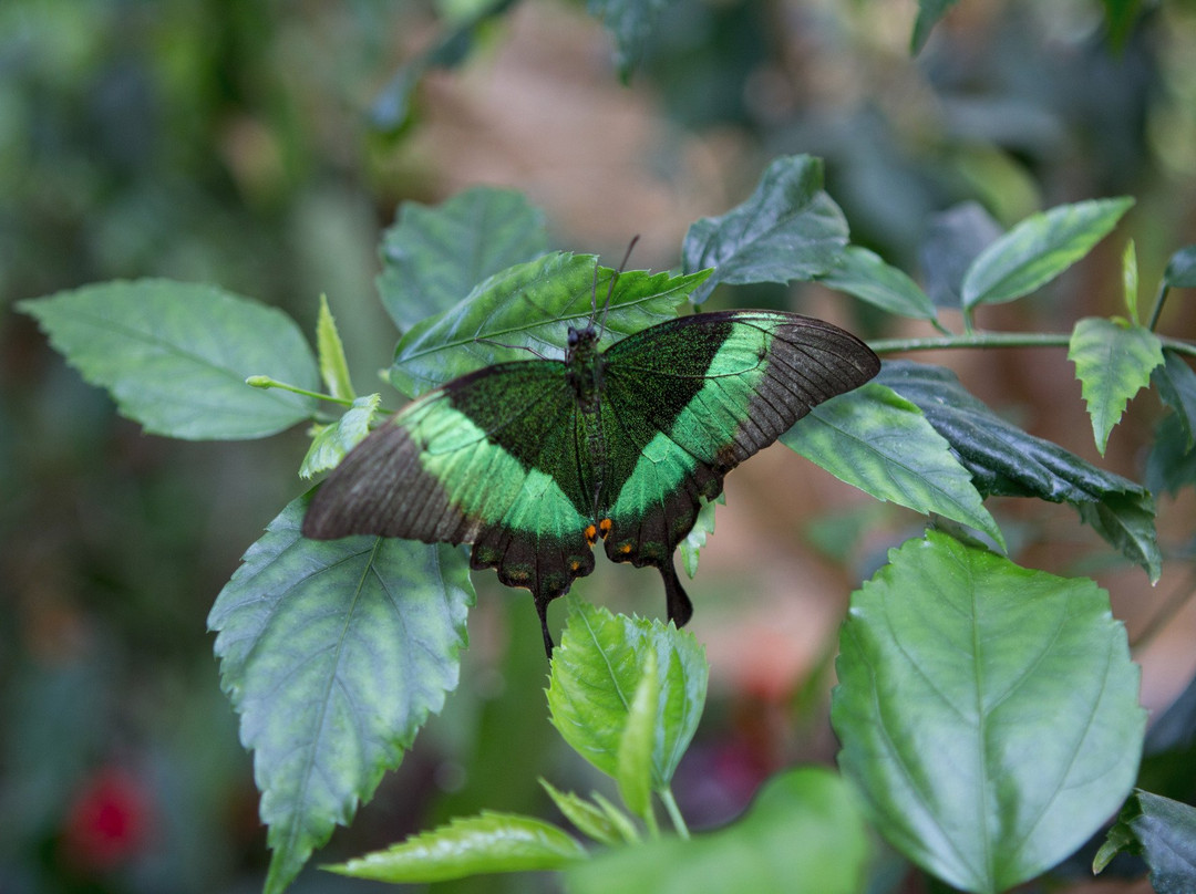 Juenkerath旅游景点-Eifalia Schmetterlingsgarten