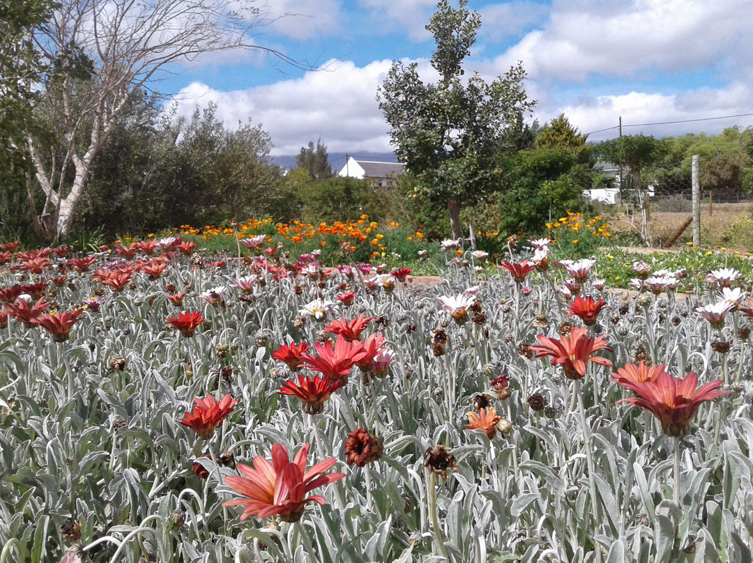 Le Bonheur Guest Accommodation主图