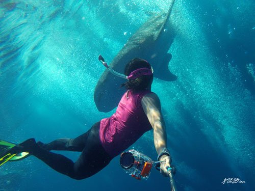 Whale Shark Sightseeing Spot景点图片