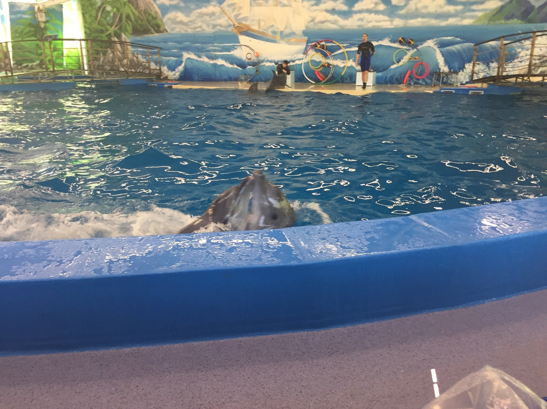 Dolphinarium景点图片
