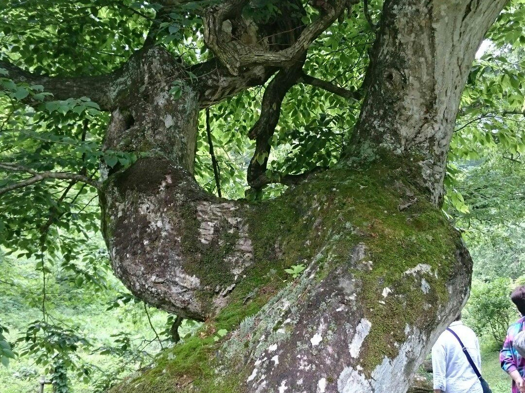 Tengushide Grove of Oasa景点图片