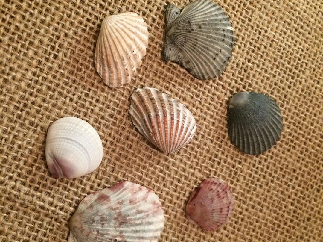 Seagate Beach-德拉海滩必去景点