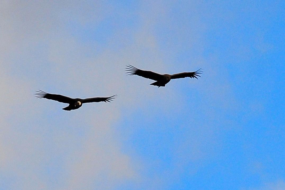 The Condors Nests-纳塔莱斯港必去景点