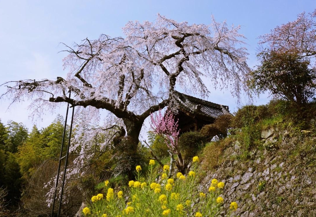 Jizozenin Temple-井手町必去景点