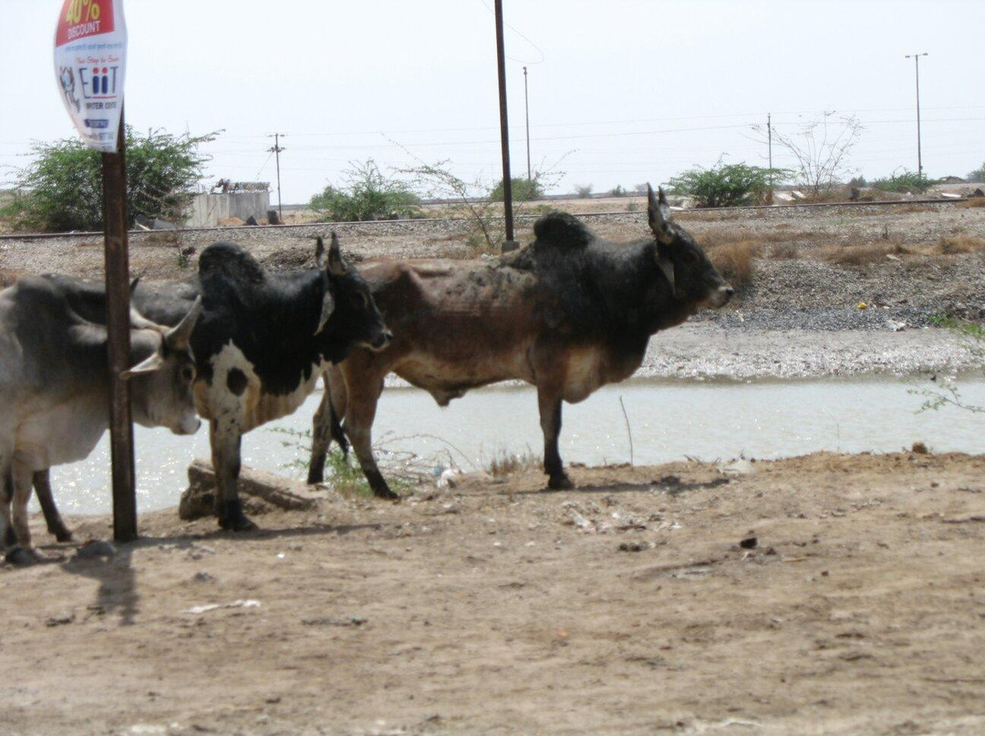 Kandla Port景点图片