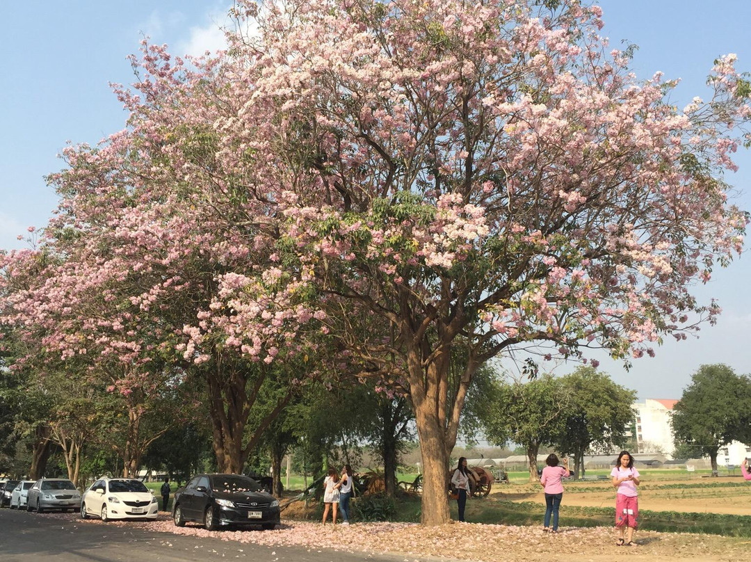 Ancient City of Kamphaeng Saen-甘烹盛必去景点