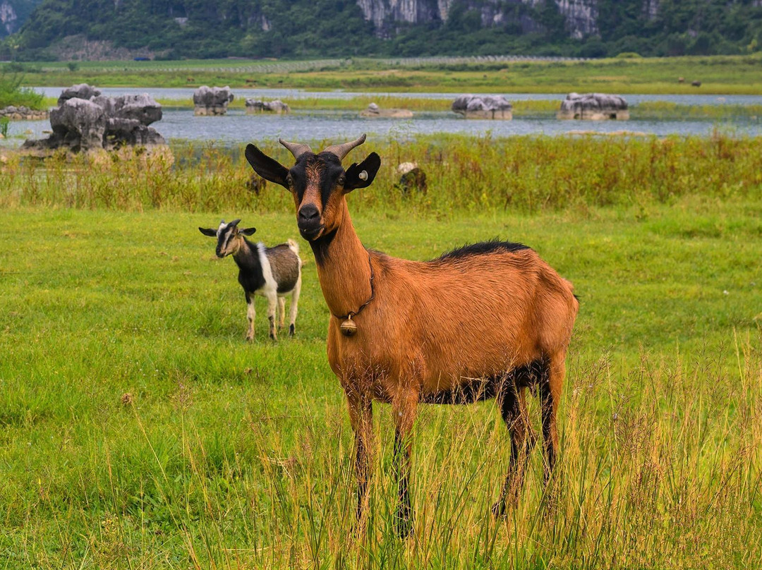 毛塘湿地公园-上林县必去景点