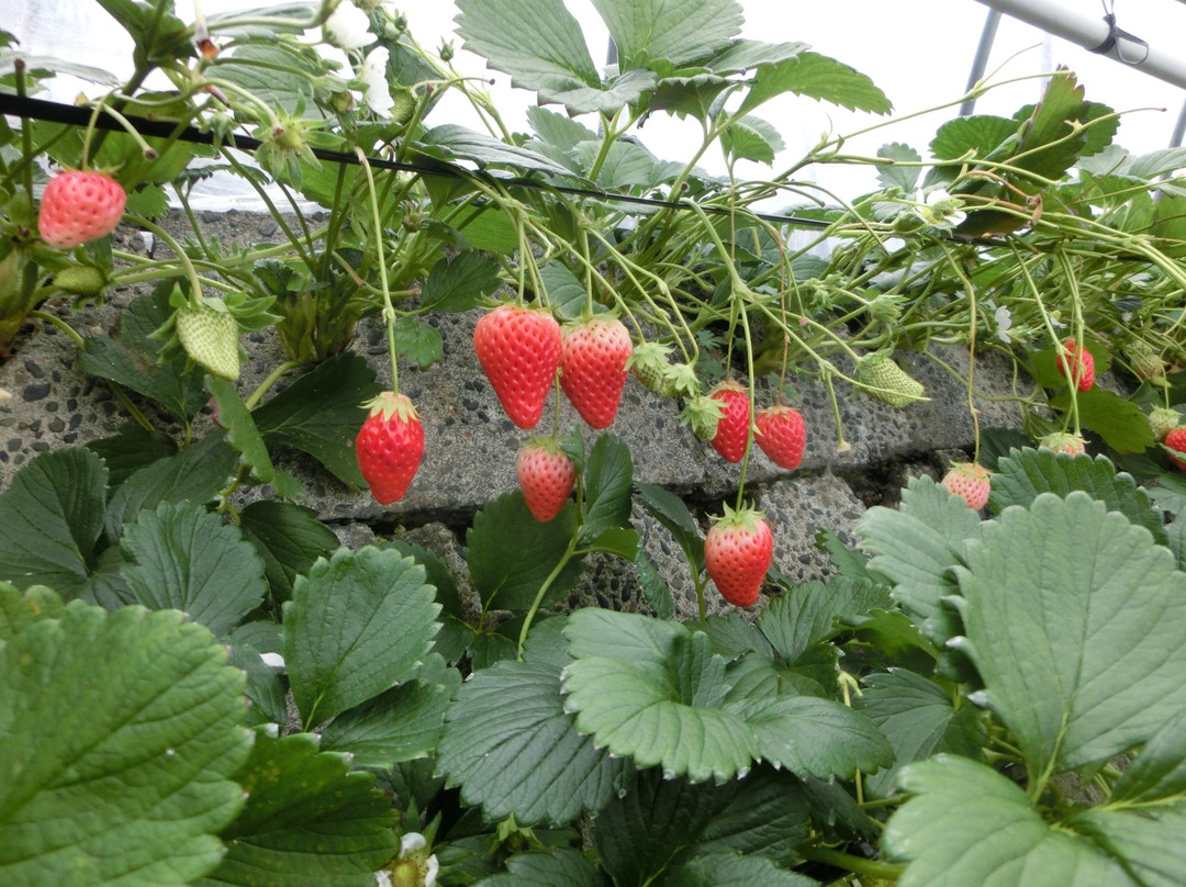 Ishigaki Strawberries景点图片