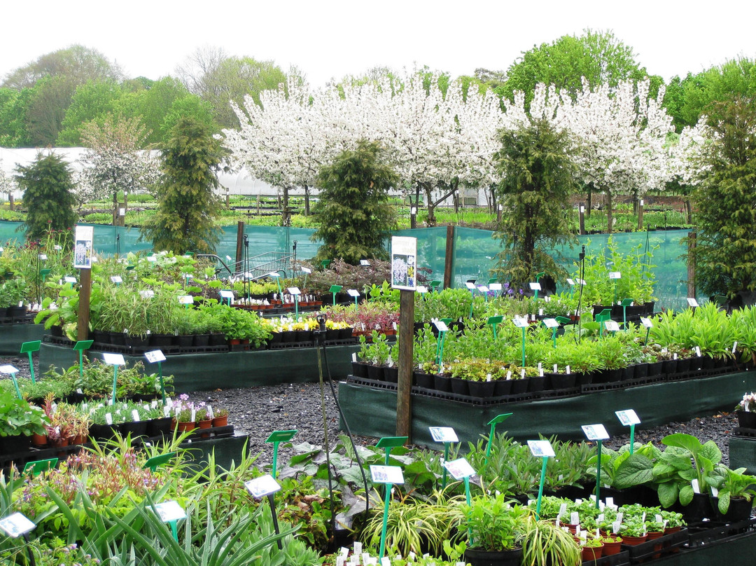 Hardy's Cottage Garden Plants景点图片