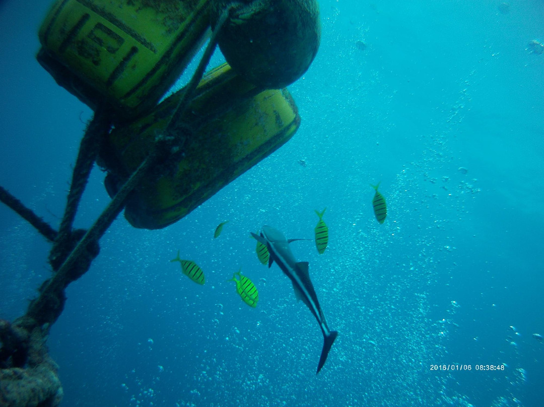 Reef Safari-雅奴卡岛必去景点