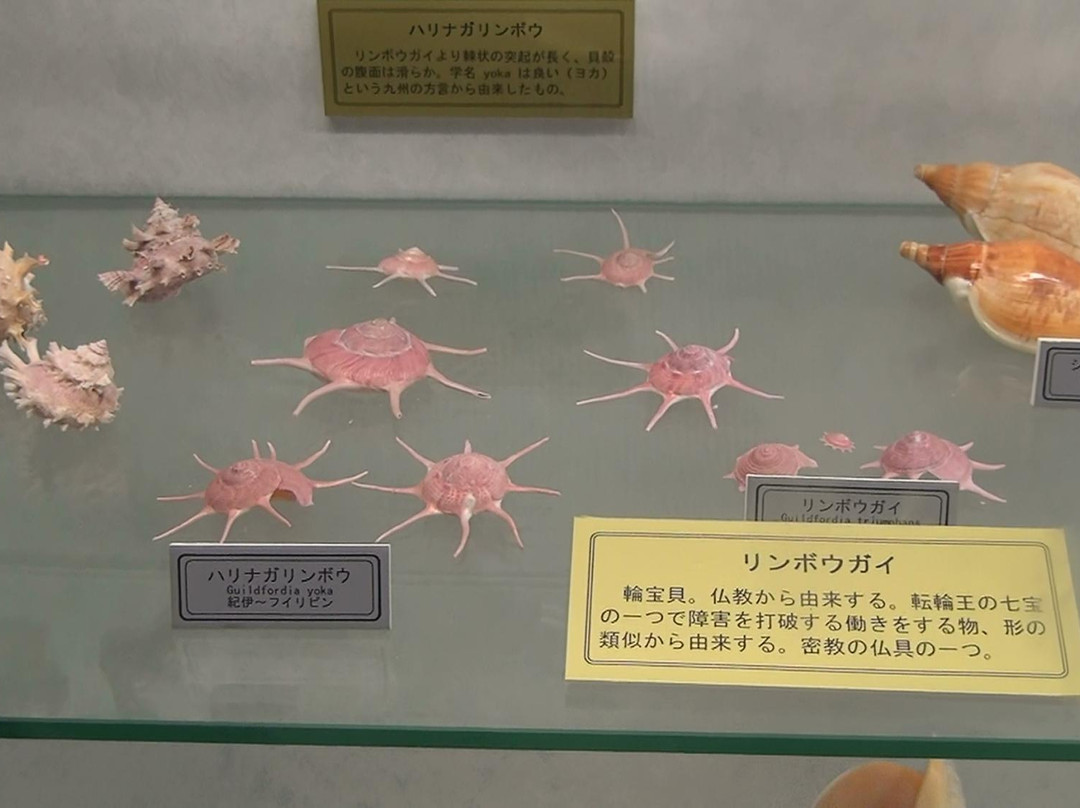 Miyakojima Sea Treasure Museum-宫古岛市必去景点