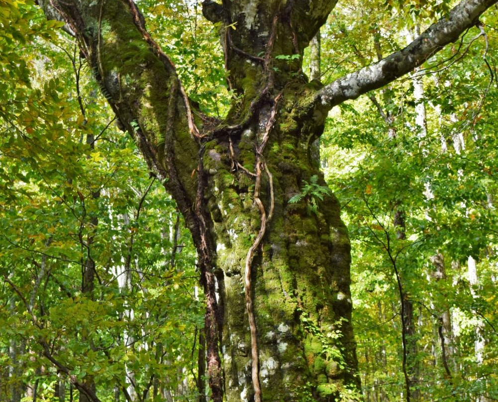Dakedai Nature Observation Woods景点图片