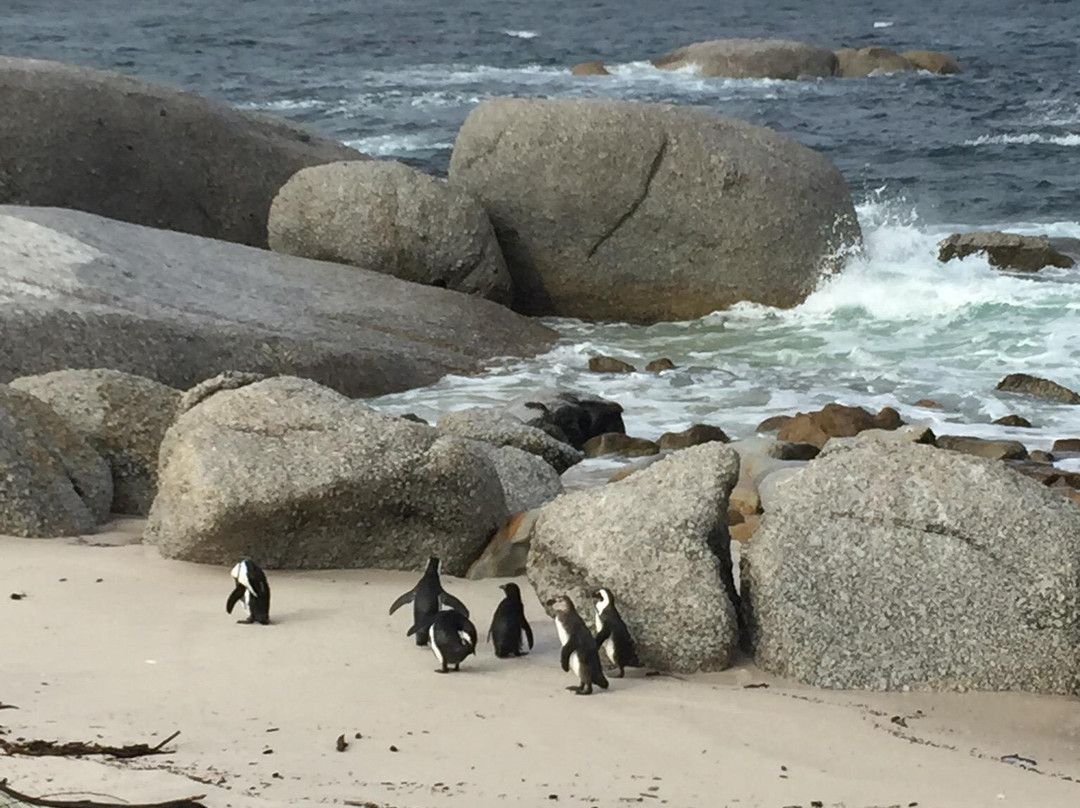 Boulders Beach Penguin Colony-西门镇必去景点