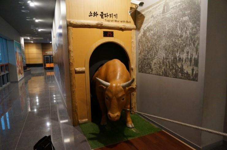 Cheongdo Bullfighting Stadium-清道郡必去景点