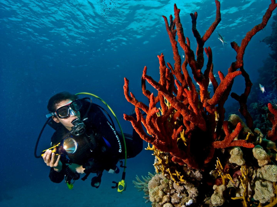 SUBEX Diving Center - Baron Palace景点图片