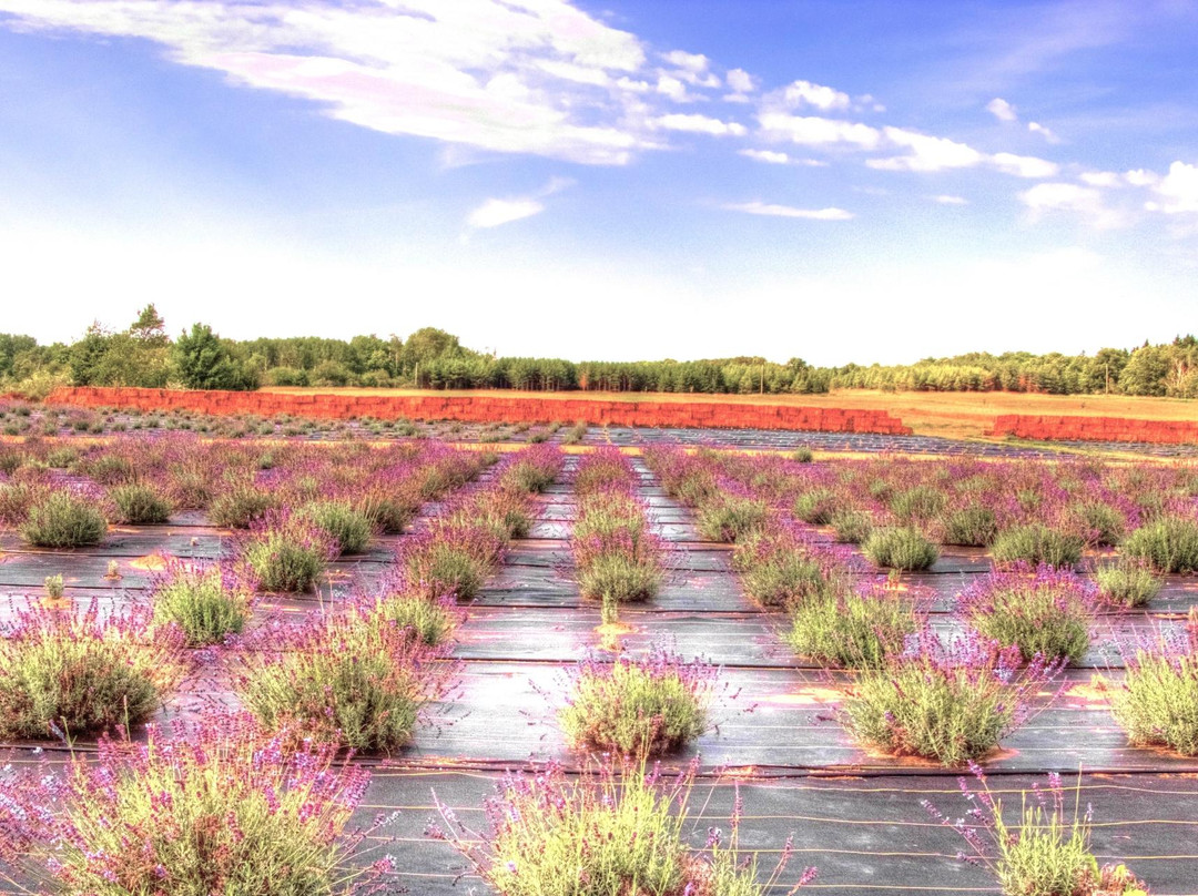 Island Lavender Farm Market-Ephraim必去景点