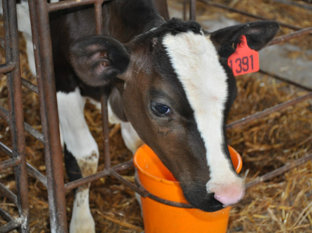 Kurlander Farm-Beit Hillel必去景点