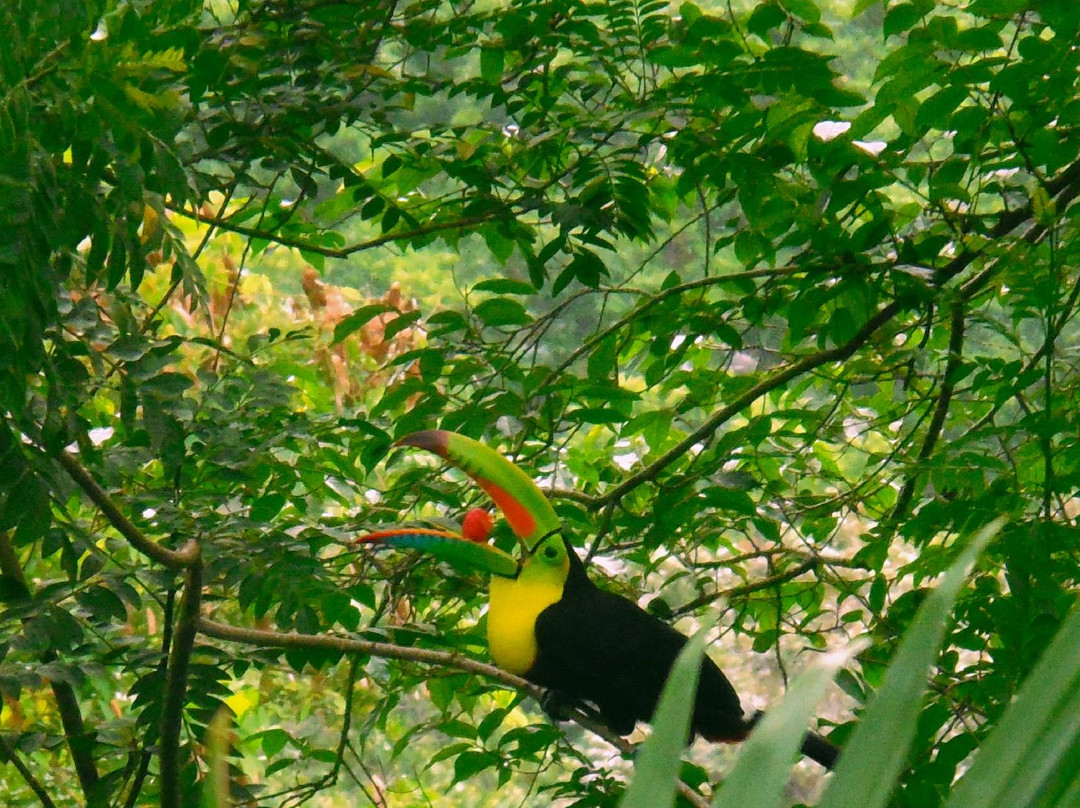 Portobelo Tours景点图片