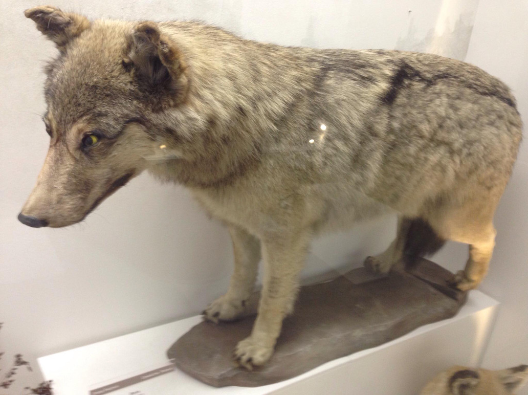 Nature Museum of Novosibirsk State Museum of Local Lore-新西伯利亚必去景点