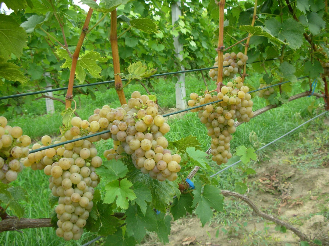 Plochocki Winery景点图片