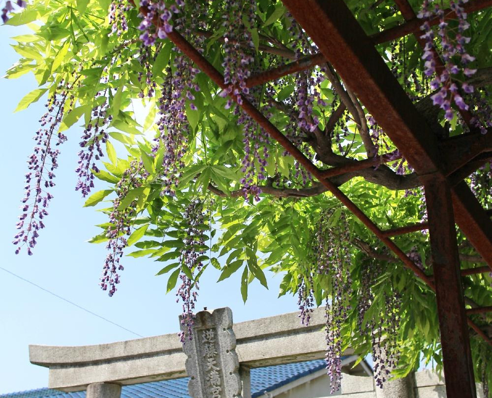 Sakasafuji Temman Shrine-足利市必去景点