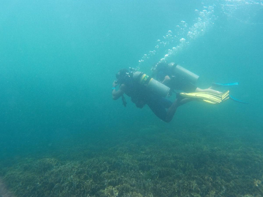 Bocas Dive Center景点图片