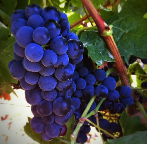 Castronuno旅游景点-Bodega Cyan