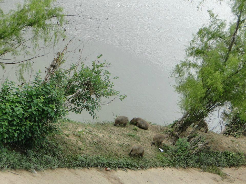 Ponte Aldo Pereira de Andrade-Blumenau必去景点