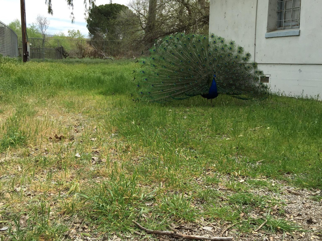 Peacocks at Hart Park景点图片
