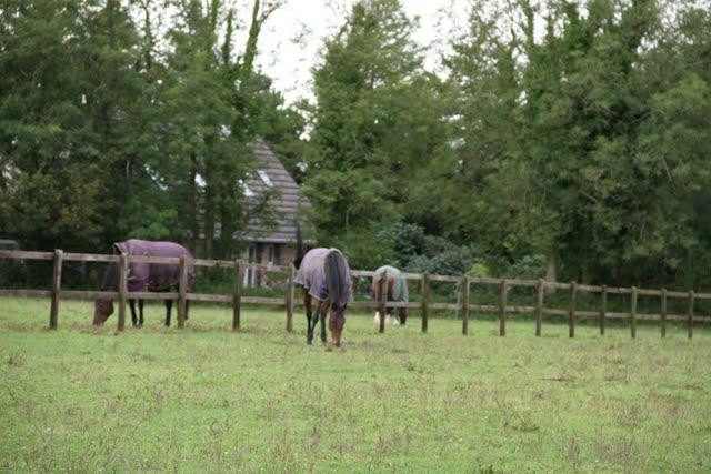Hitchmough's Equestrian Centre景点图片