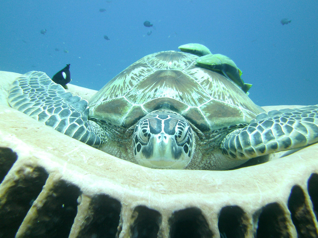 3W潜水中心-Gili Air必去景点