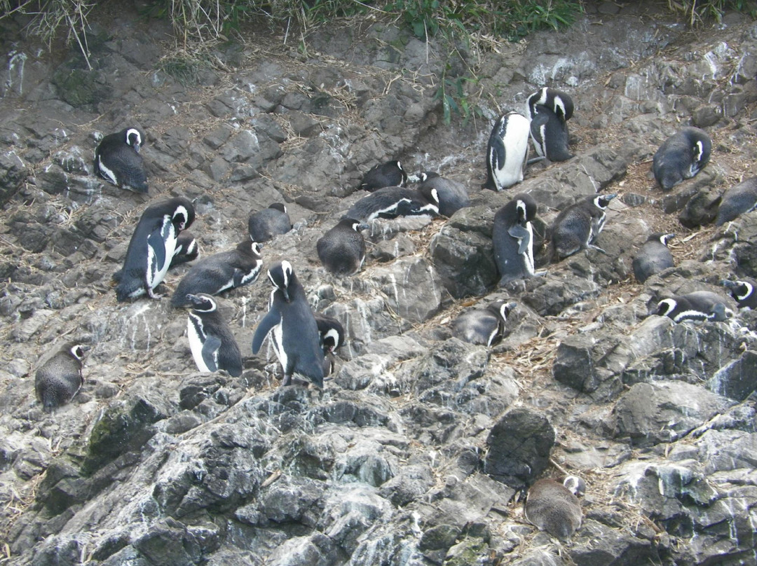 Pinguineras景点图片
