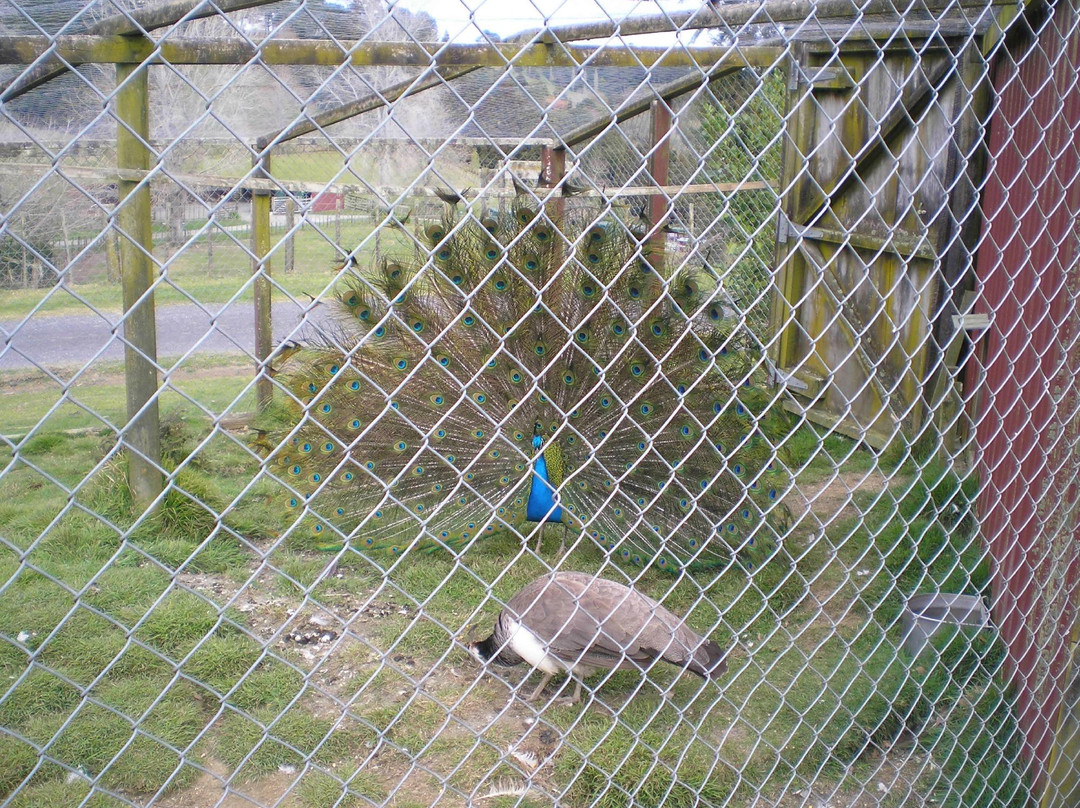 Marshalls Animal Park景点图片