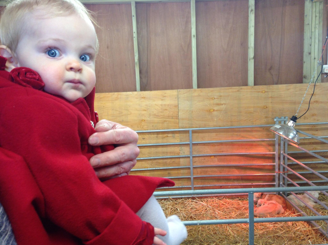 Hadleigh Farm - Rare Breeds Centre景点图片