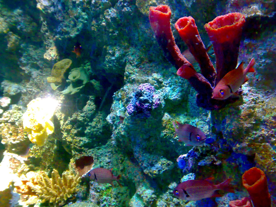 S.E.A.海洋館-圣淘沙岛必去景点