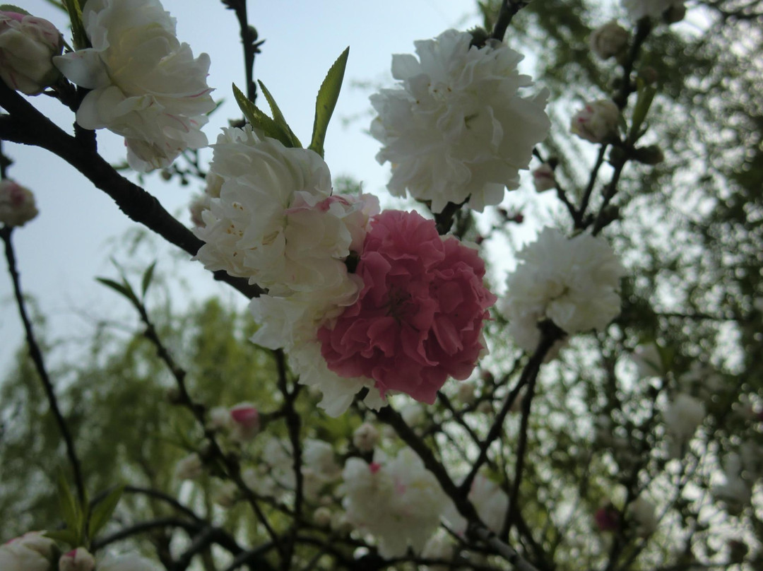 玄武湖-南京市必去景点